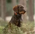 Tracker Luna - Dog GPS - 42811 - 7